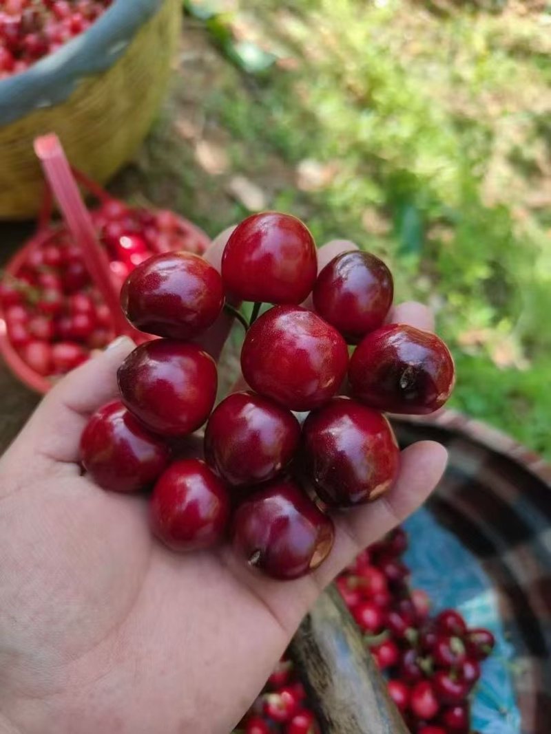 大樱桃，小樱桃