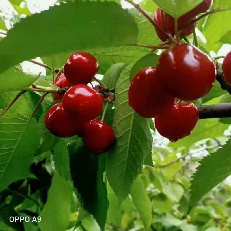 大樱桃，小樱桃