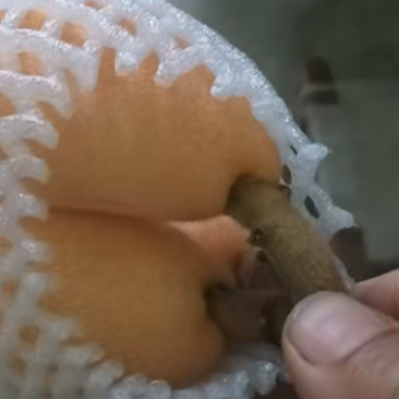 早种6号枇杷