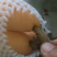 早种6号枇杷