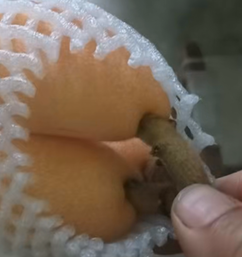 早种6号枇杷