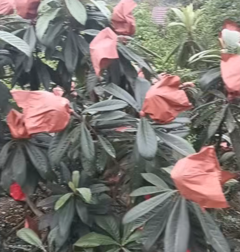 早种6号枇杷
