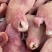 山东临沂精品牛头肉批发源头工厂现货供应配料干净可视频看货