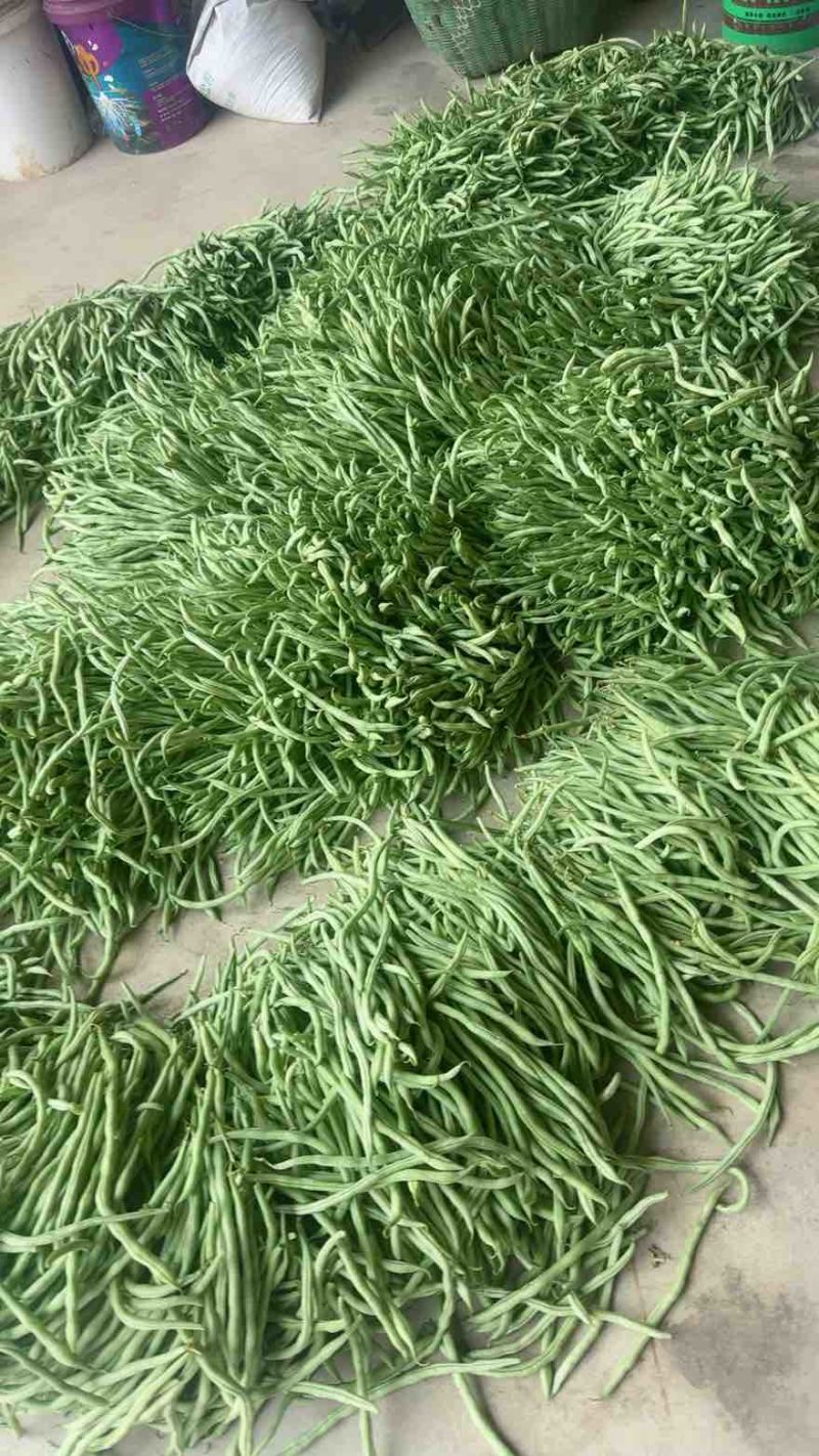 豆