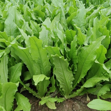 通州本地大棚油麦菜，现摘现卖，欢迎上门自提，新鲜又便宜！