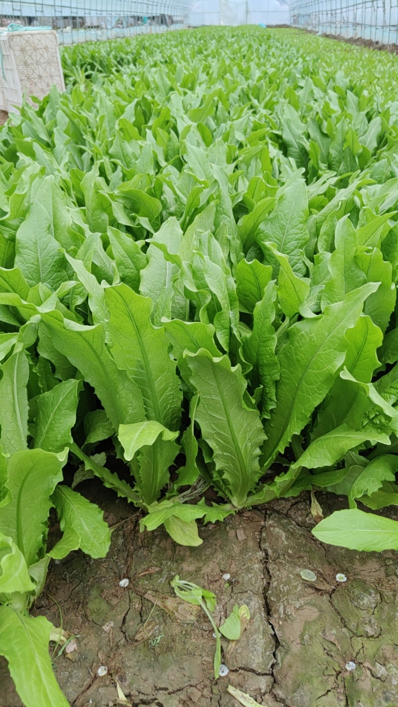 通州本地大棚油麦菜，现摘现卖，欢迎上门自提，新鲜又便宜！