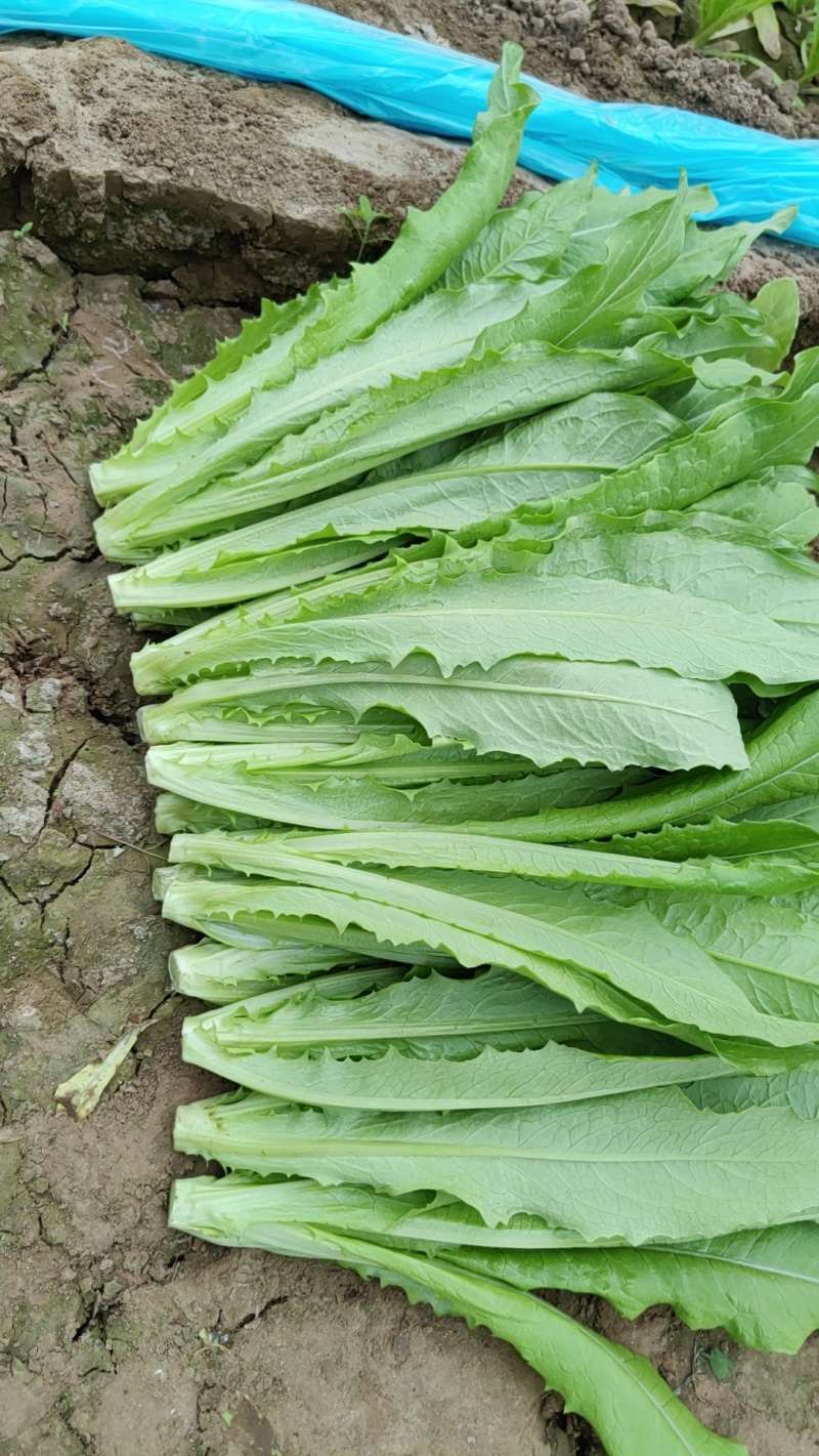 通州本地大棚油麦菜，现摘现卖，欢迎上门自提，新鲜又便宜！