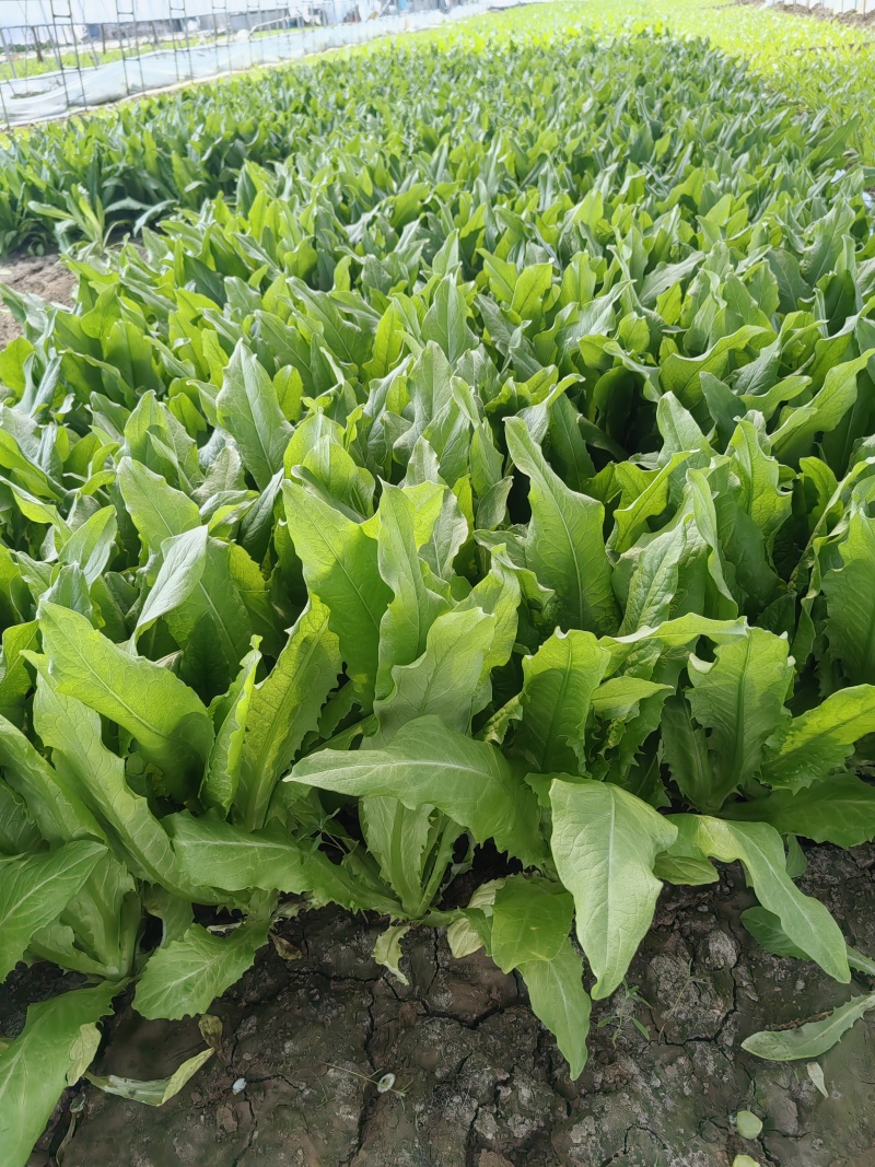 通州本地大棚油麦菜，现摘现卖，欢迎上门自提，新鲜又便宜！