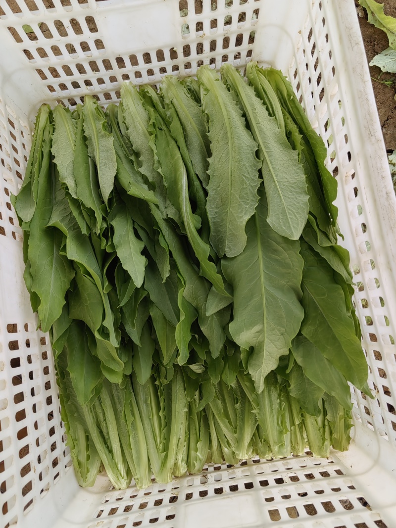 通州本地大棚油麦菜，现摘现卖，欢迎上门自提，新鲜又便宜！