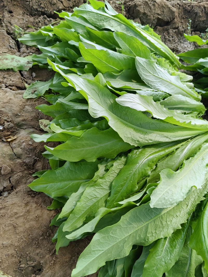 通州本地大棚油麦菜，现摘现卖，欢迎上门自提，新鲜又便宜！