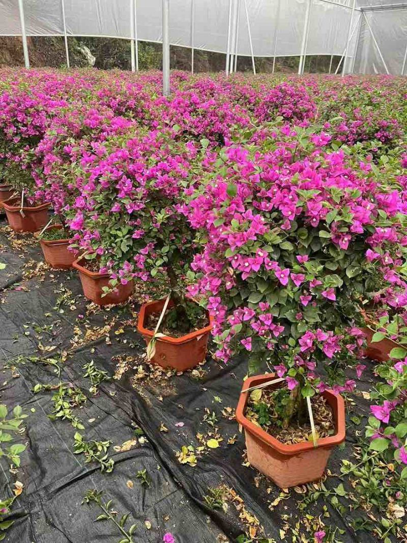三角梅30-200，各种规格，大量低价出售