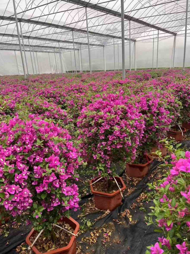 三角梅30-200，各种规格，大量低价出售