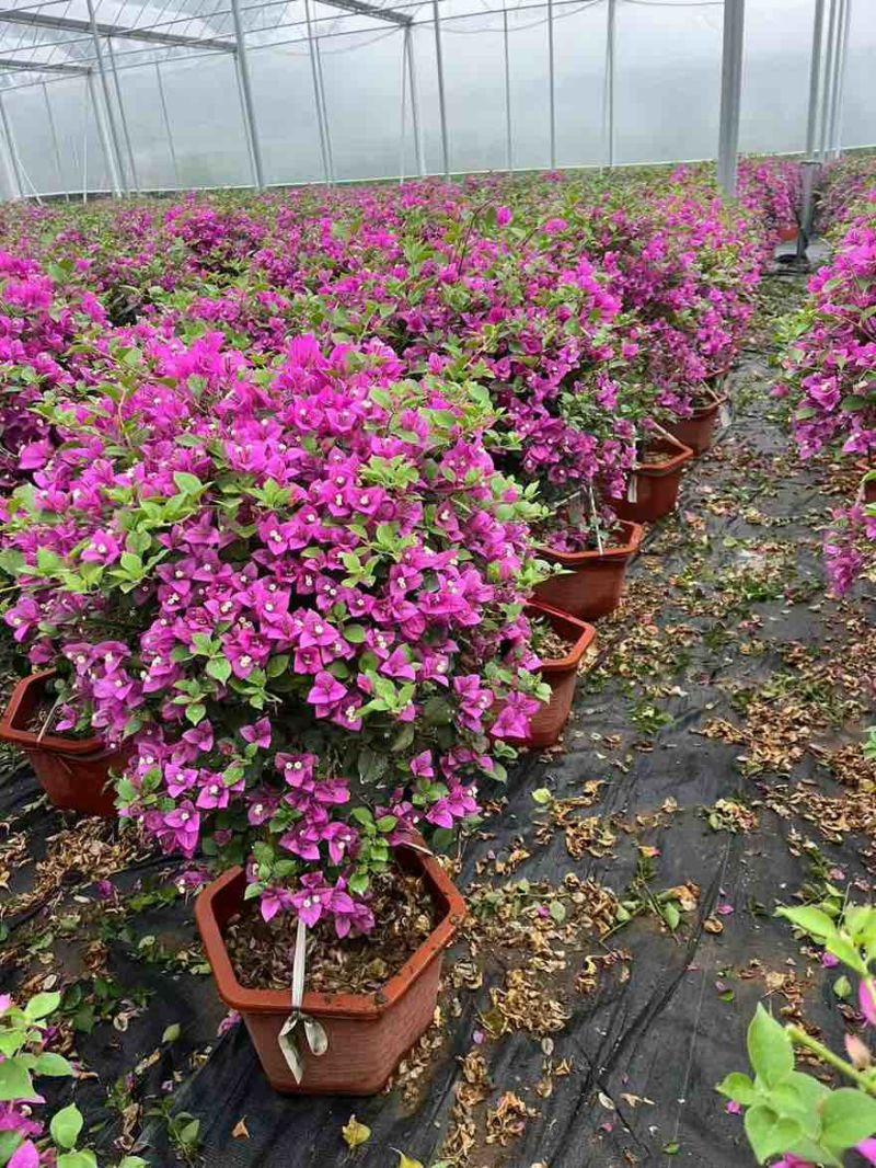 三角梅30-200，各种规格，大量低价出售