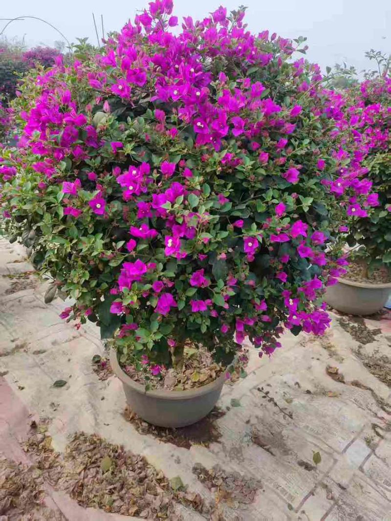 三角梅30-200，各种规格，大量低价出售
