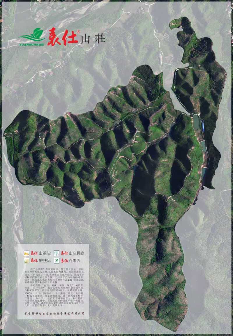 冷压山茶油