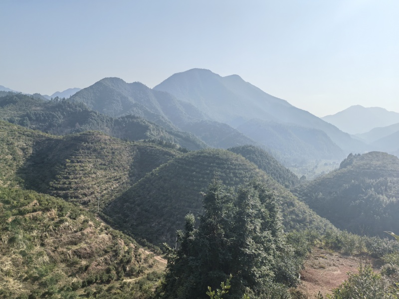 冷压山茶油