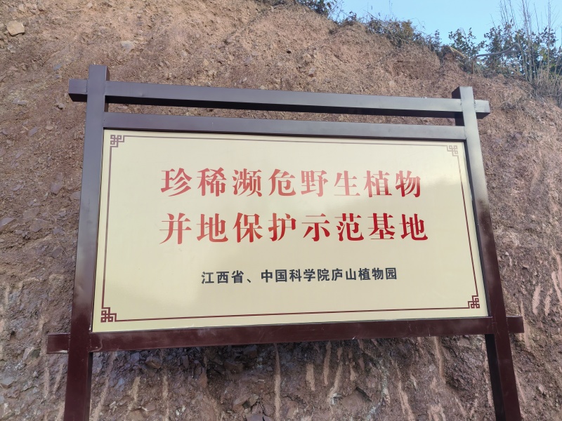 冷压山茶油