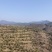 冷压山茶油