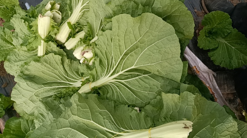 开鲁县，产地菜叶，精品，无虫害，无黄叶。