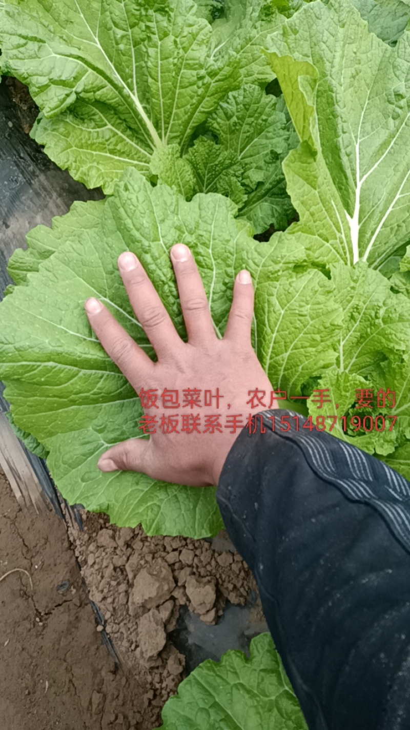 开鲁县，产地菜叶，精品，无虫害，无黄叶。