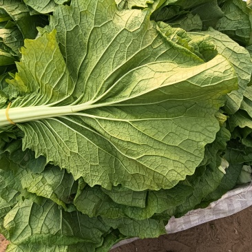 开鲁县，产地菜叶，精品，无虫害，无黄叶。