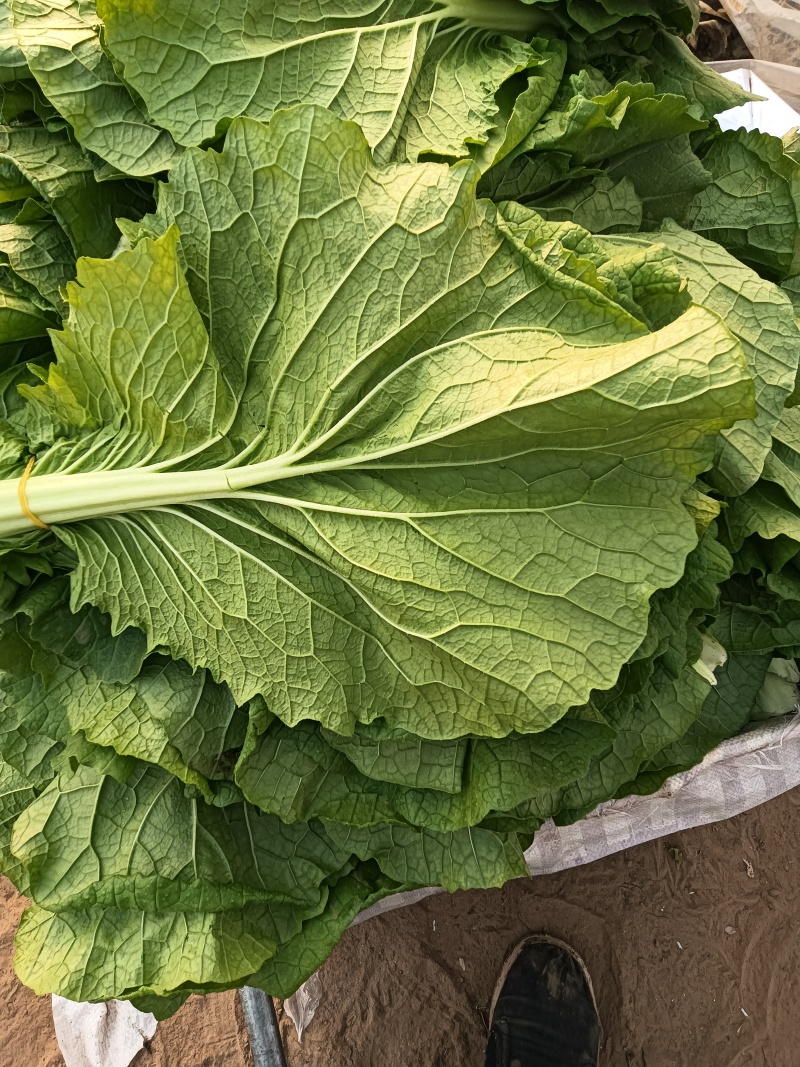 开鲁县，产地菜叶，精品，无虫害，无黄叶。