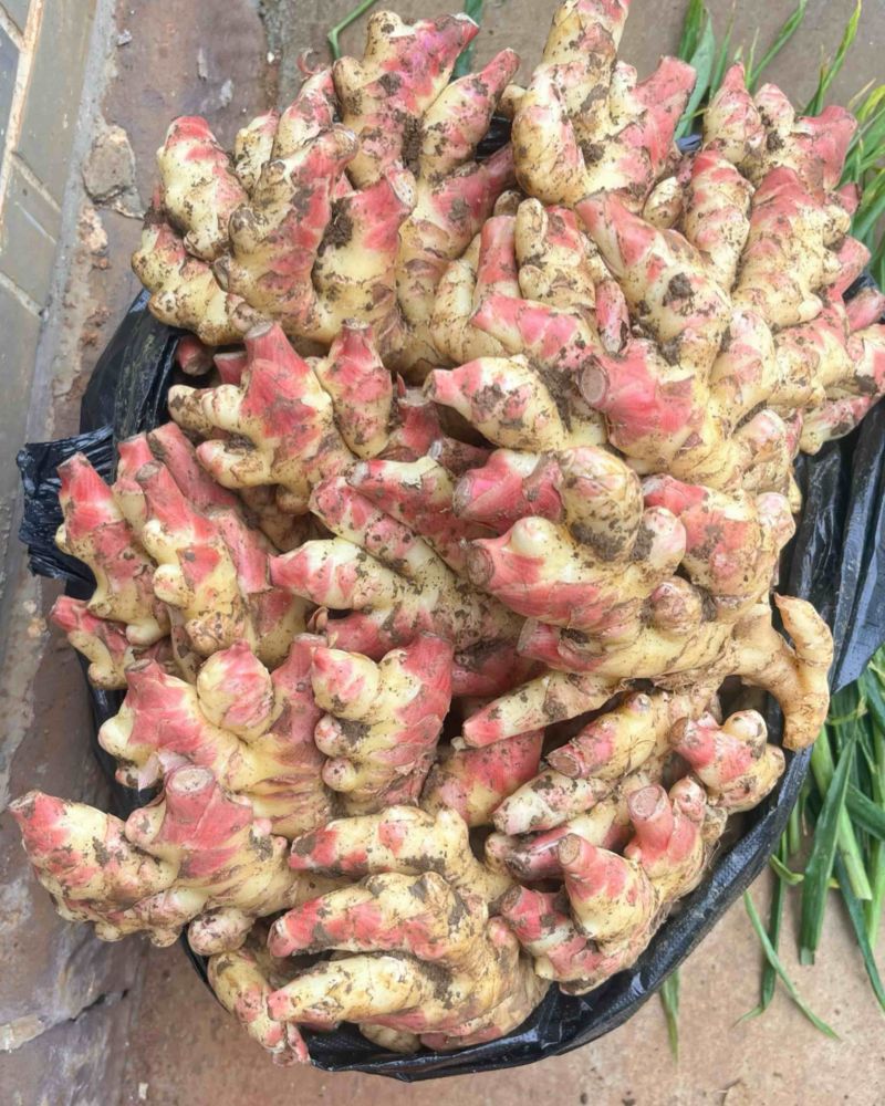 生姜