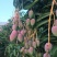 攀枝花芒果贵妃