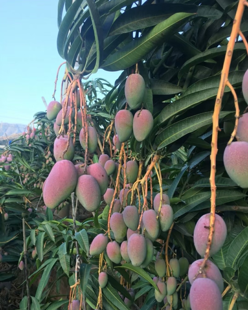 攀枝花芒果贵妃