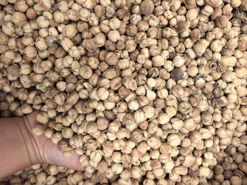 白豆蔻
