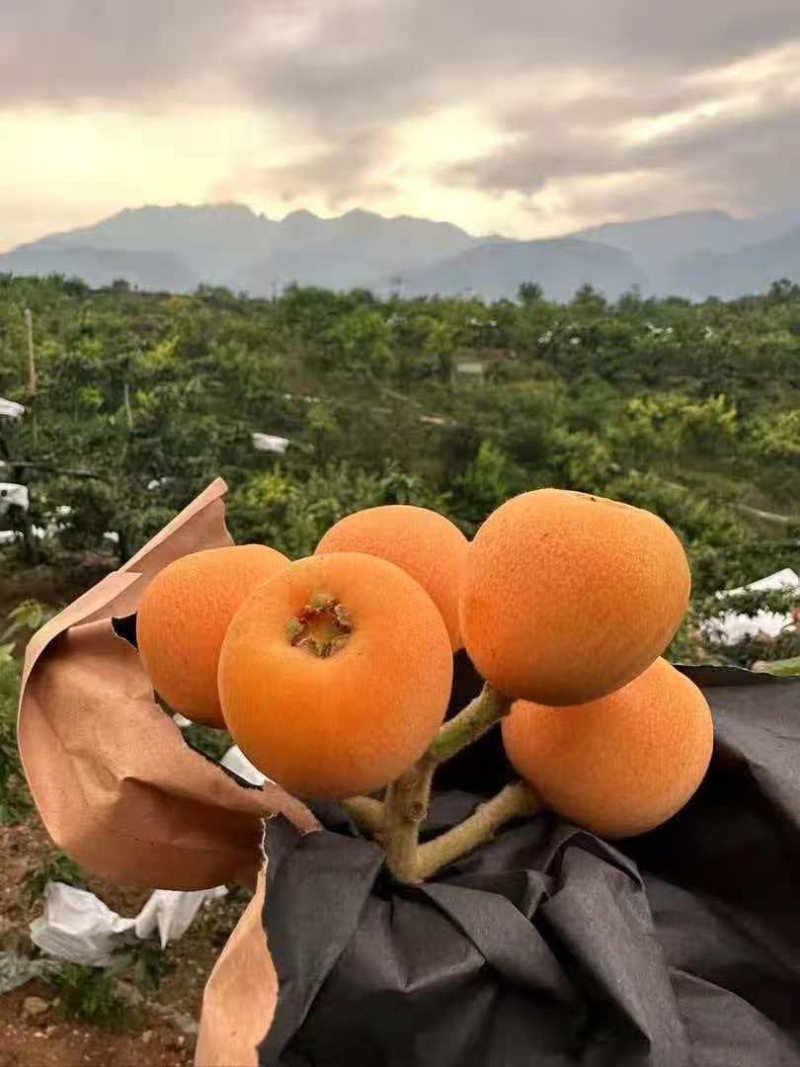 米易枇杷