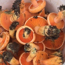 松乳菇，寒菌，谷熟菌