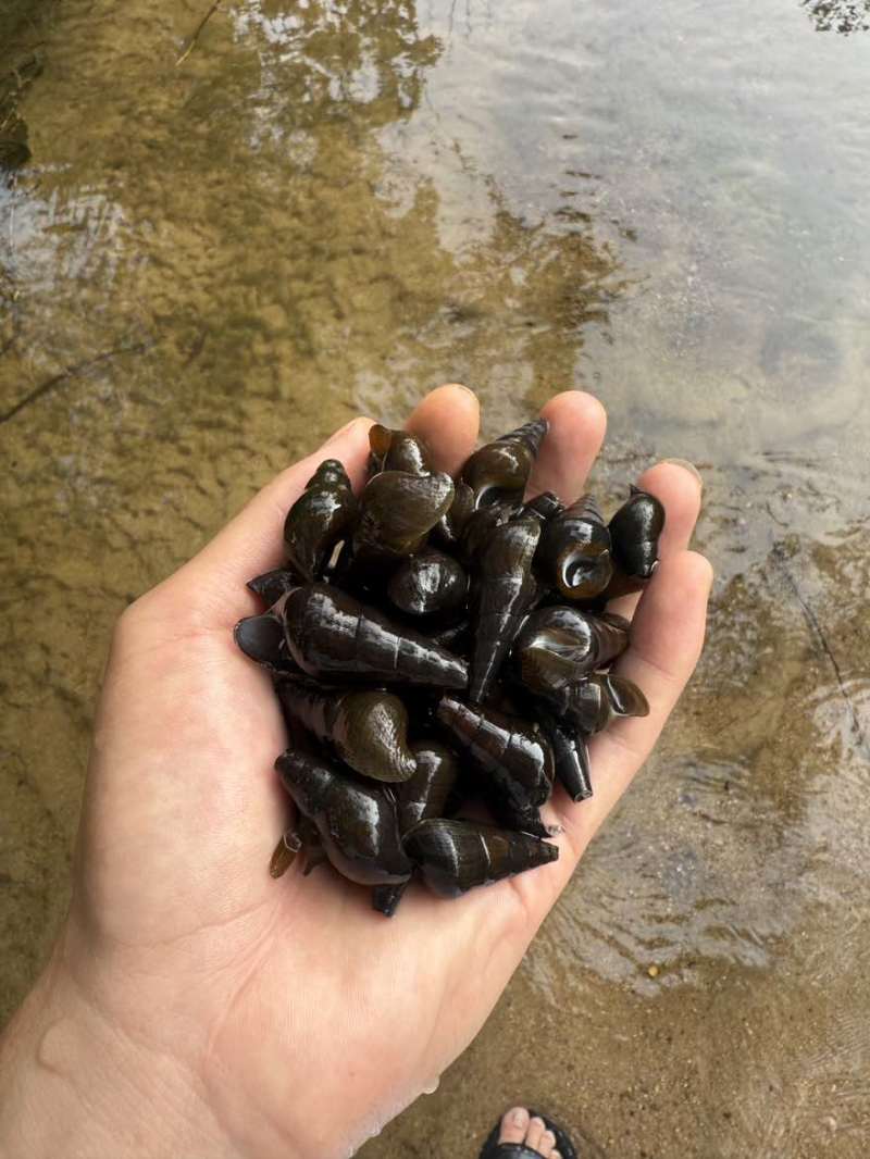 海南山坑螺