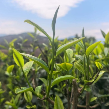 云南滇红茶