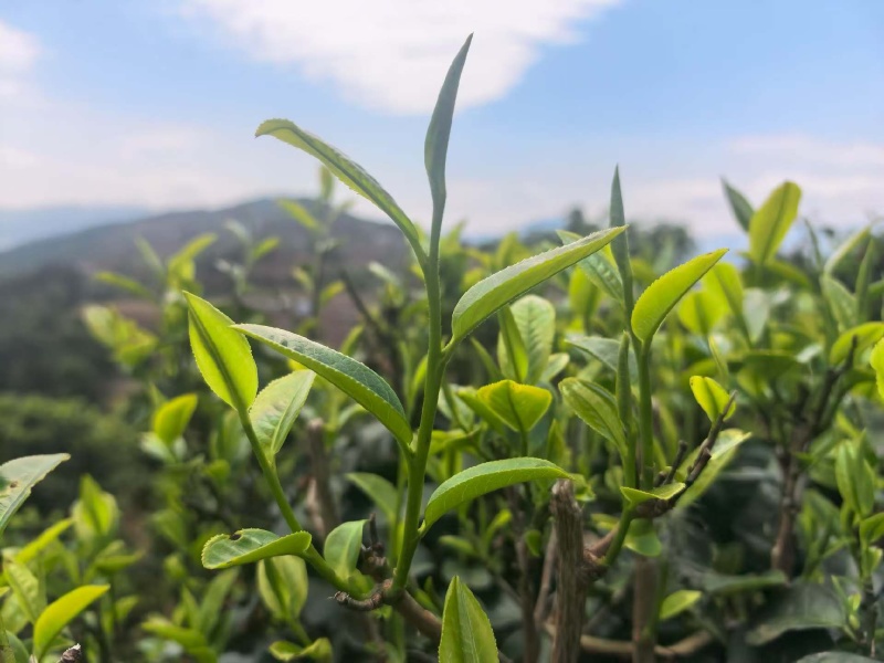 云南滇红茶