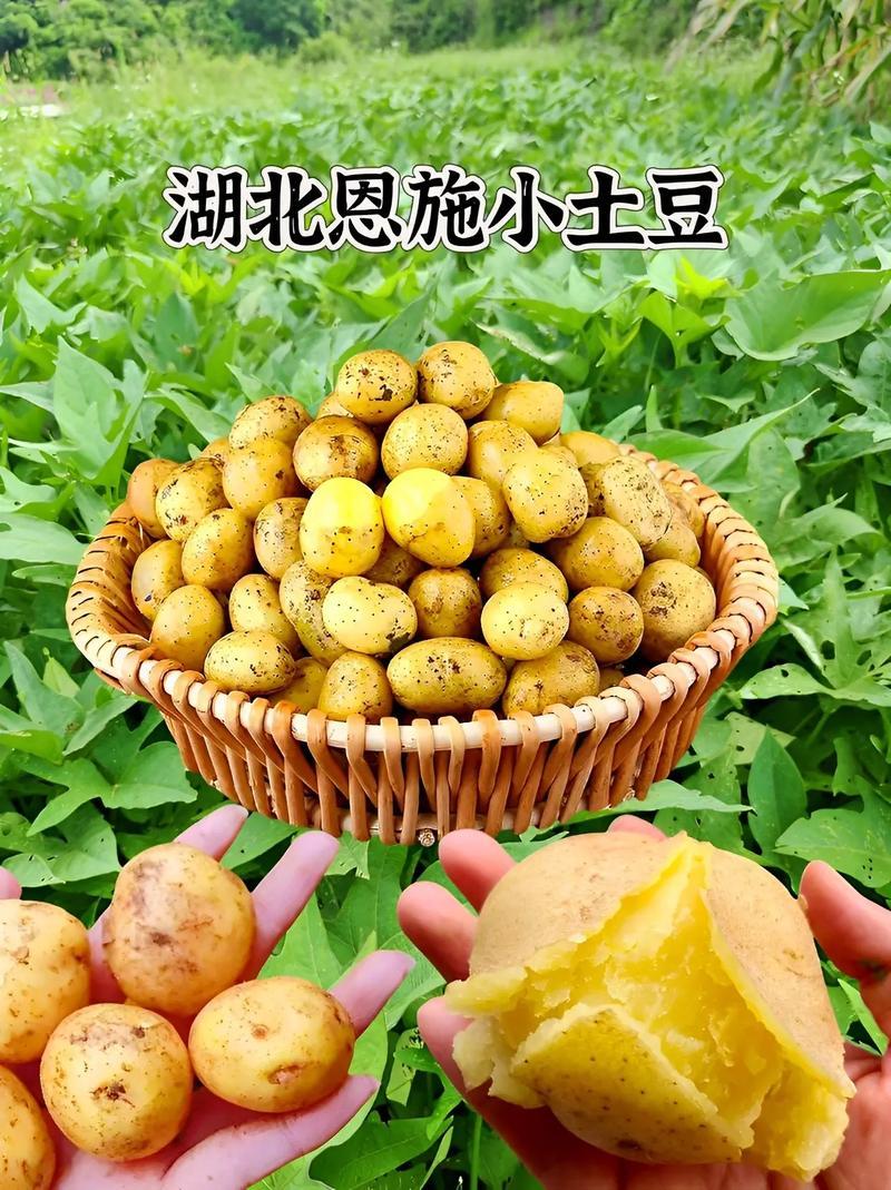 恩施小土豆