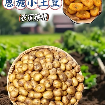 恩施小土豆