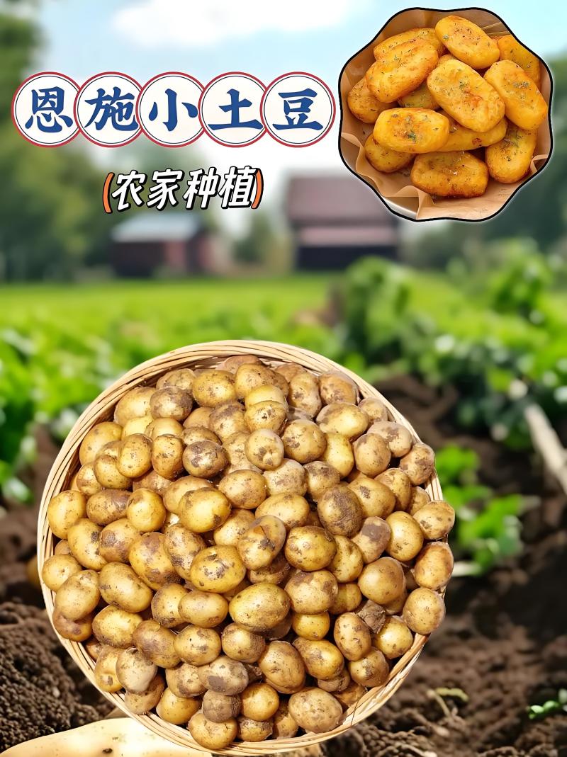 恩施小土豆