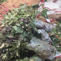 电商苗专业代发多品种红薯苗产地一件代发