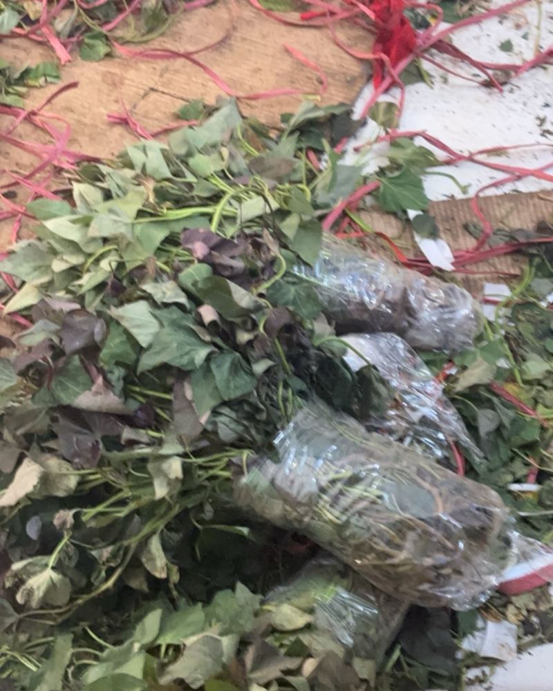 电商苗专业代发多品种红薯苗产地一件代发
