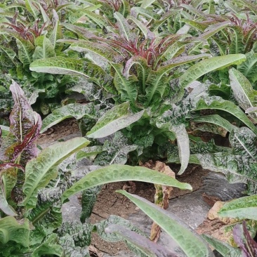 贵州省兴义市香菜，莴笋