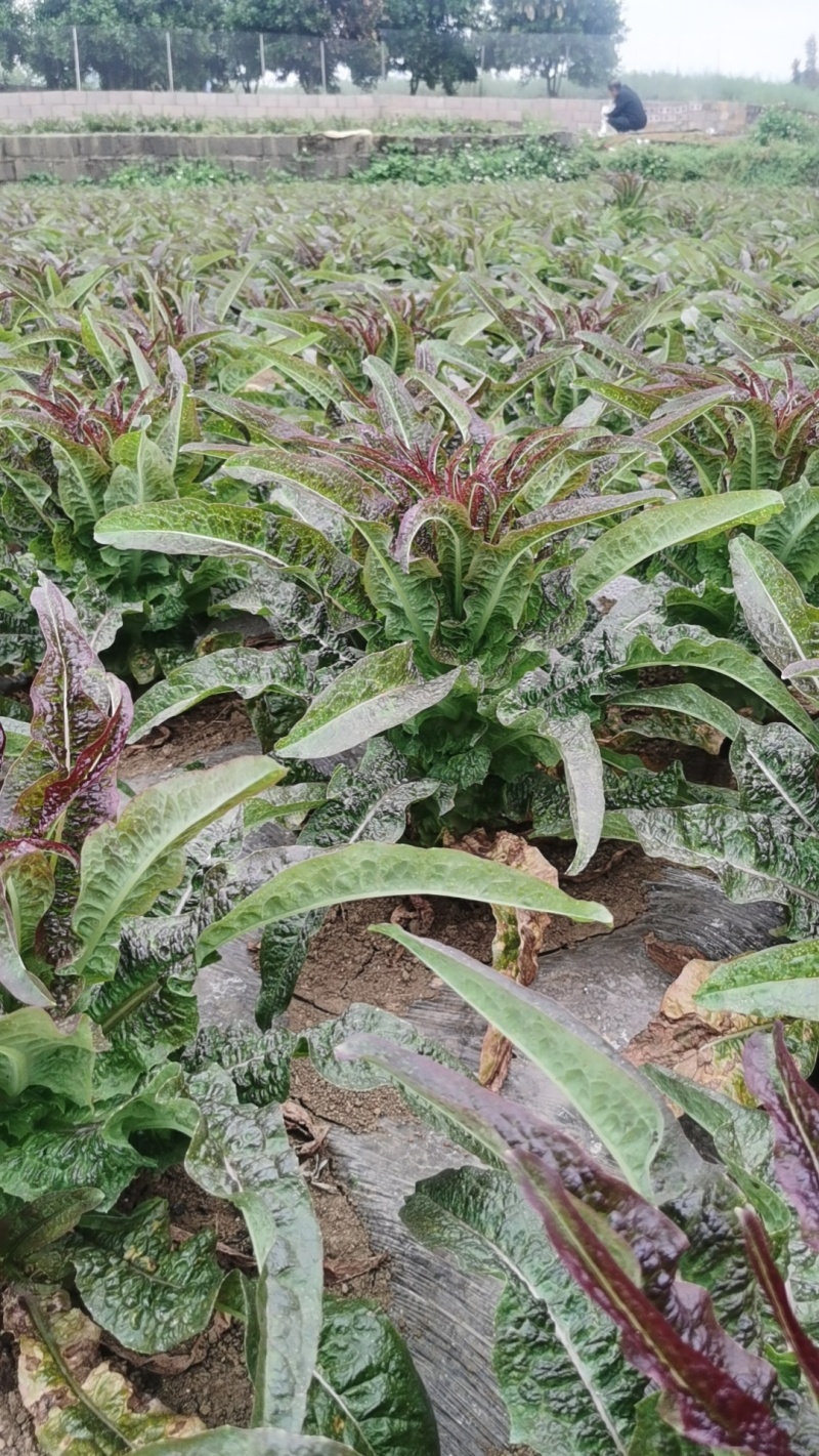 贵州省兴义市香菜，莴笋