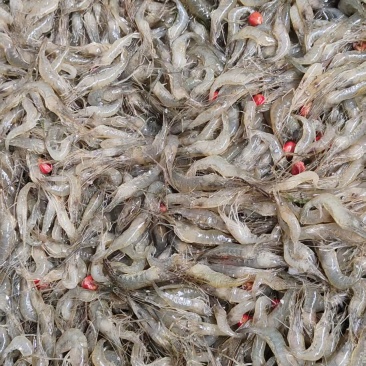 正宗小河虾