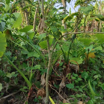 卖野茄子树苗，可以嫁接茄子，辣椒，西红柿