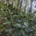 高山绿茶干茶