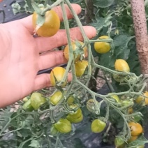 水果番茄