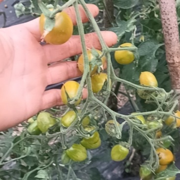 水果番茄