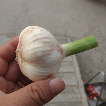 大蒜