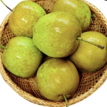 百里洲翠冠梨