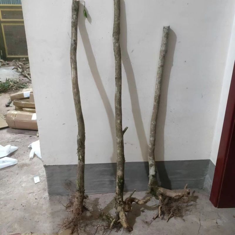 现挖野生鬼箭羽,鬼箭愁,卫矛,阳台庭院盆栽风景苗